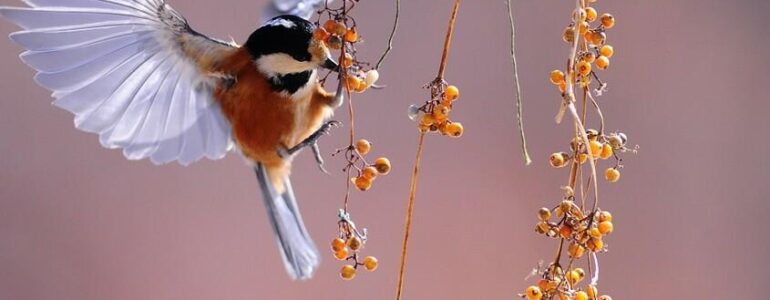 dieren en hun spirituele betekenis